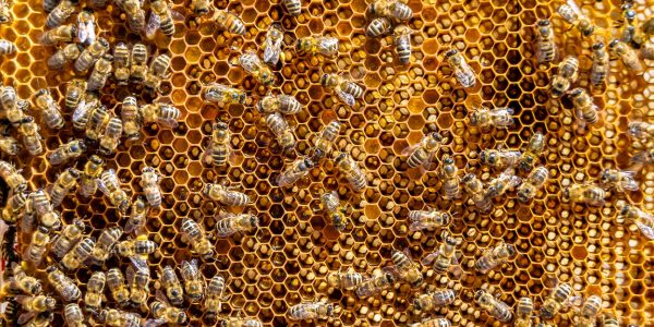 Abstract hexagon structure is honeycomb from bee hive filled with golden honey, honeycomb summer composition consisting of gooey honey from bee village, honey rural of bees honeycombs to countryside