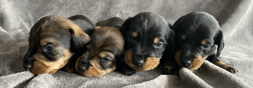 pups